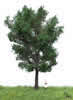 Summer Canadian Poplar Tree