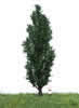 Summer Italian Poplar Tree