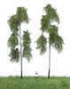 Summer Forest Birch Tree Pack of 2