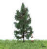 Summer Spruce Tree