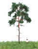 Summer Pine Tree