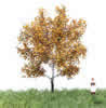 Autumn White Poplar Tree