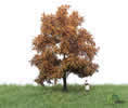 Autumn Beech Tree