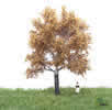 Autumn White Poplar Tree