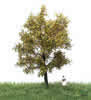 Autumn Canadian Poplar Tree