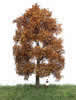 Autumn Beech Tree