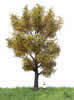 Autumn Canadian Poplar Tree