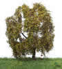 Authum Weeping Willow Tree