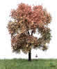 Authum Maple Tree