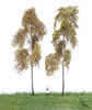 Authum Forest Birch Tree Pack of 2