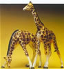 Giraffes               2/