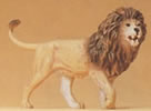 Lion standing