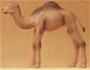 Young camel w/1-hump
